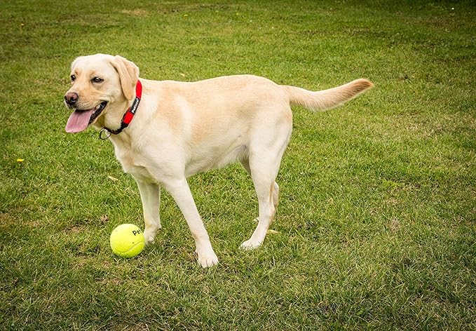 Petface Super Tennis Balls For Dogs, Throw and Fetch, Outdoor Exercise (Pack of 12)